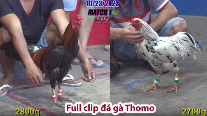 CPC4- TRẬN 1 | đá gà Thomo | 10/23/2023