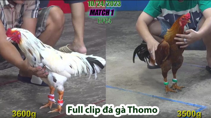 CPC4- TRẬN 1 | đá gà Thomo | 10/24/2023