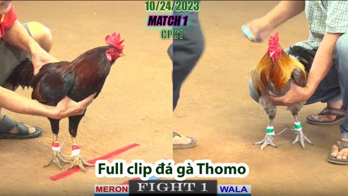 CPC1- TRẬN 1 | đá gà Thomo | 10/24/2023