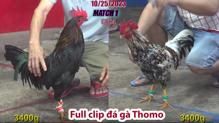 CPC4- TRẬN 1 | đá gà Thomo | 10/25/2023