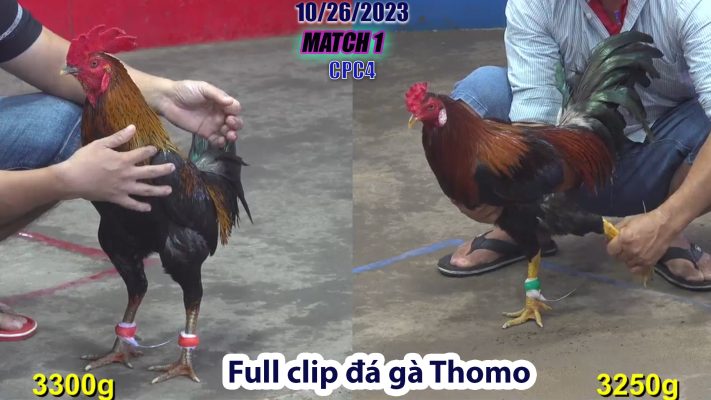 CPC4- TRẬN 1 | đá gà Thomo | 10/26/2023