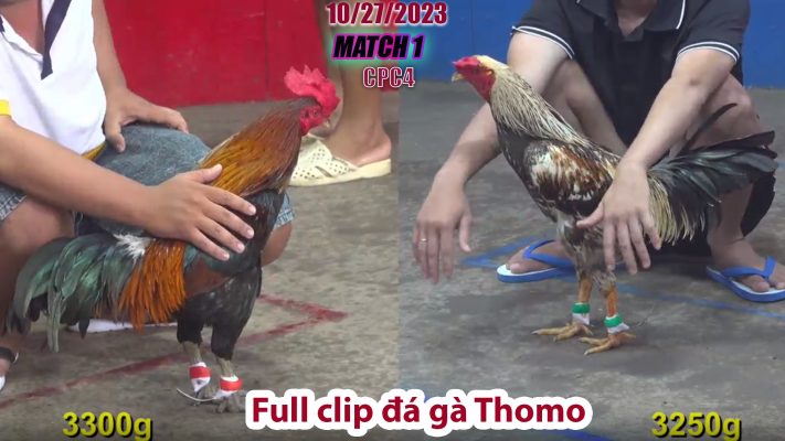 CPC4- TRẬN 1 | đá gà Thomo | 10/27/2023