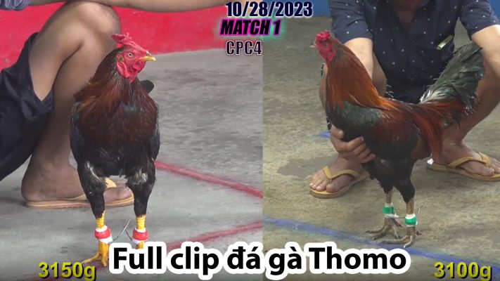 CPC4- TRẬN 1 | đá gà Thomo | 10/28/2023