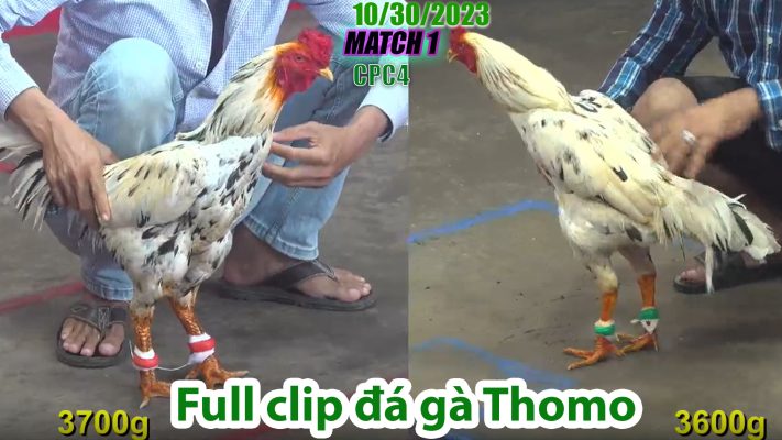 CPC4- TRẬN 1 | đá gà Thomo | 10/30/2023