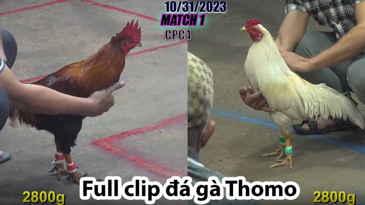 CPC4- TRẬN 1 | đá gà Thomo | 10/31/2023