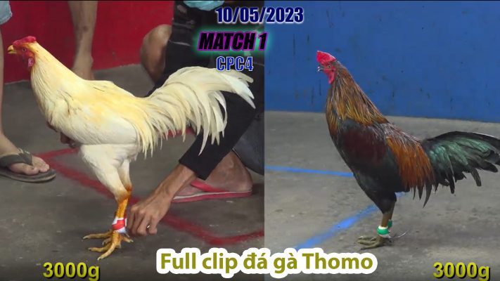 CPC4- TRẬN 1 | đá gà Thomo | 10/05/2023