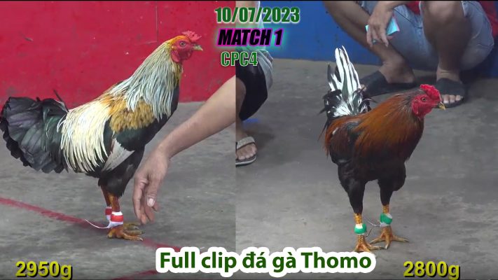 CPC4- TRẬN 1 | đá gà Thomo | 10/07/2023