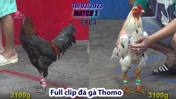 CPC4- TRẬN 1 | đá gà Thomo | 10/02/2023