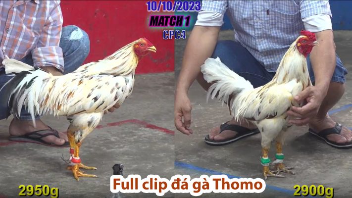 CPC4- TRẬN 1 | đá gà Thomo | 10/10/2023