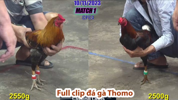 CPC4- TRẬN 1 | đá gà Thomo | 10/11/2023