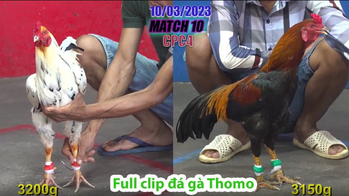 CPC4- TRẬN 10 | đá gà Thomo | 10/03/2023