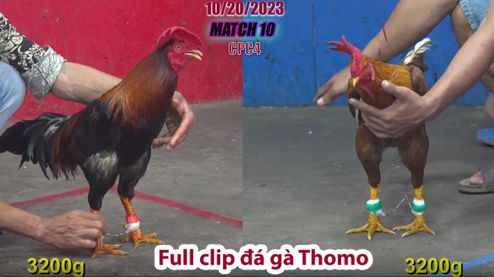 CPC4- TRẬN 10 | đá gà Thomo | 10/20/2023