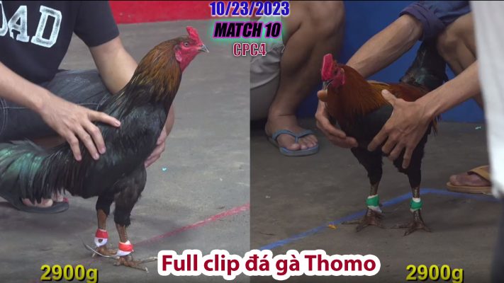 CPC4- TRẬN 10 | đá gà Thomo | 10/23/2023