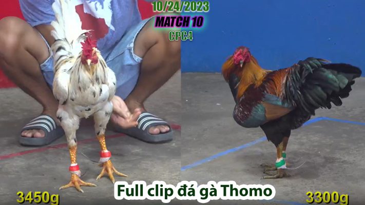 CPC4- TRẬN 10 | đá gà Thomo | 10/24/2023