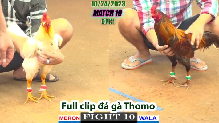 CPC1- TRẬN 10 | đá gà Thomo | 10/24/2023