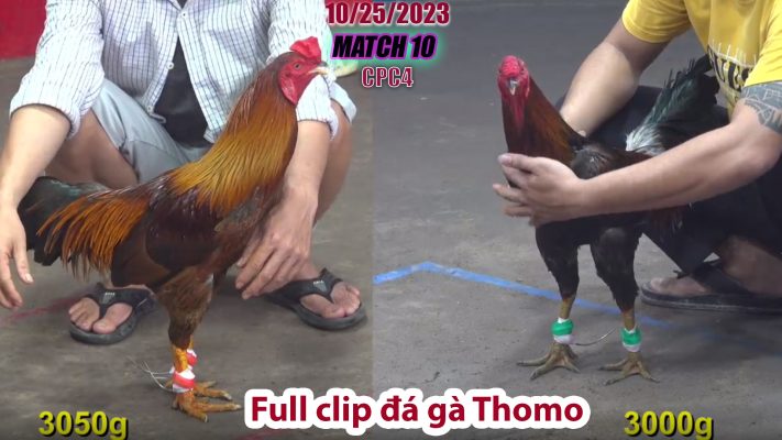 CPC4- TRẬN 10 | đá gà Thomo | 10/25/2023