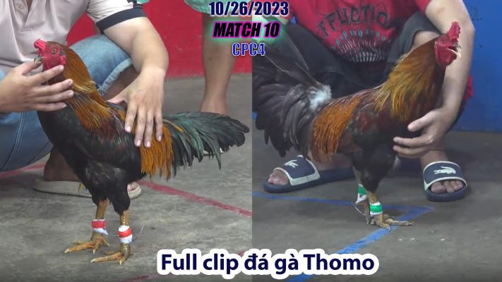 CPC4- TRẬN 10 | đá gà Thomo | 10/26/2023