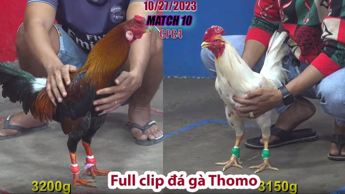 CPC4- TRẬN 10 | đá gà Thomo | 10/27/2023