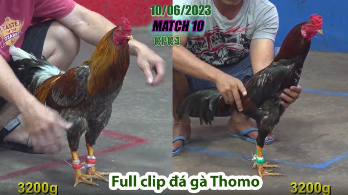 CPC4- TRẬN 10 | đá gà Thomo | 10/06/2023