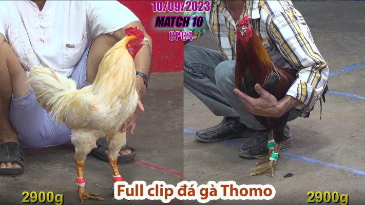 CPC4- TRẬN 10 | đá gà Thomo | 10/09/2023