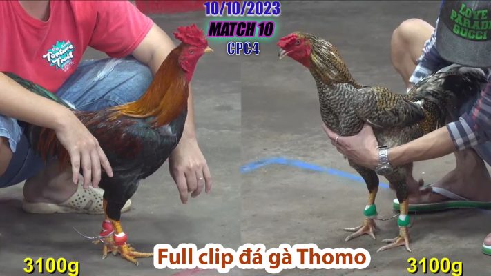 CPC4- TRẬN 10 | đá gà Thomo | 10/10/2023