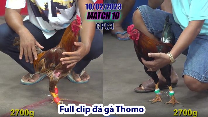 CPC4- TRẬN 10 | đá gà Thomo | 10/02/2023