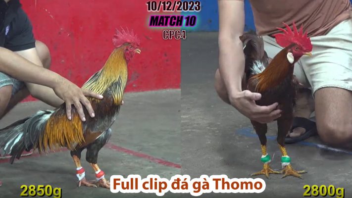 CPC4- TRẬN 10 | đá gà Thomo | 10/12/2023