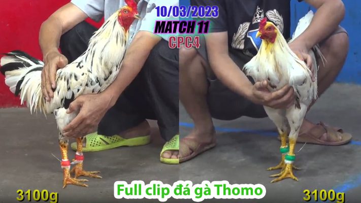 CPC4- TRẬN 11 | đá gà Thomo | 10/03/2023