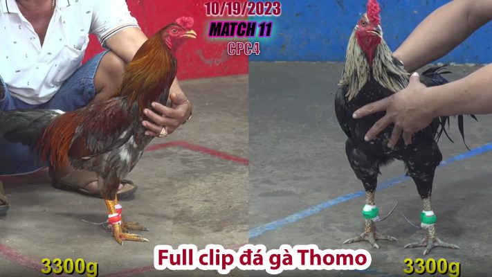 CPC4- TRẬN 11 | đá gà Thomo | 10/19/2023