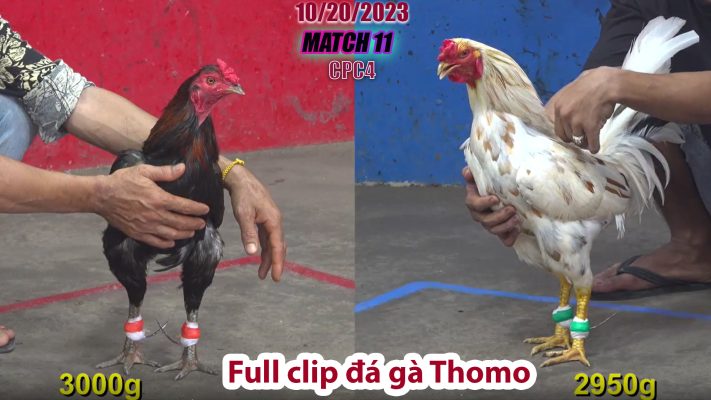 CPC4- TRẬN 11| đá gà Thomo | 10/20/2023