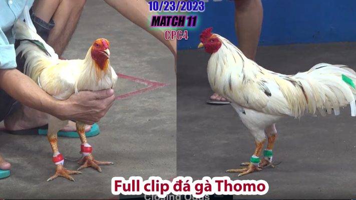 CPC4- TRẬN 11 | đá gà Thomo | 10/23/2023