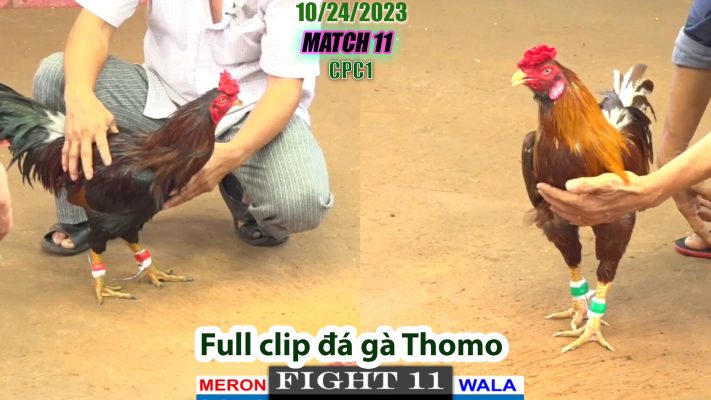 CPC1- TRẬN 11 | đá gà Thomo | 10/24/2023