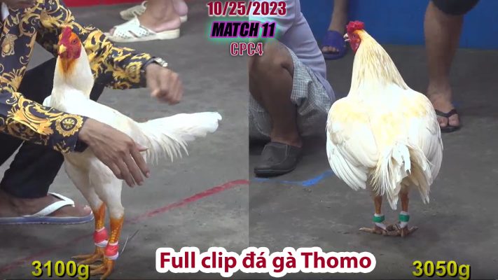 CPC4- TRẬN 11 | đá gà Thomo | 10/25/2023