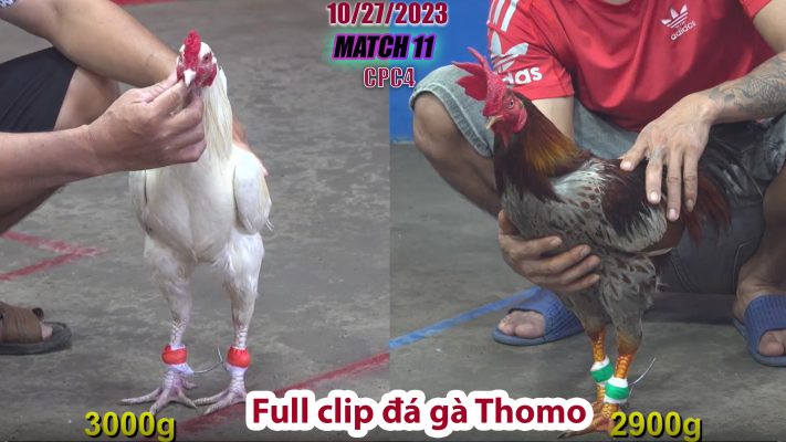 CPC4- TRẬN 11 | đá gà Thomo | 10/27/2023