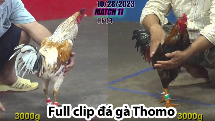 CPC4- TRẬN 11 | đá gà Thomo | 10/28/2023