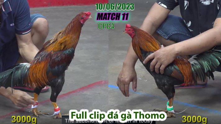 CPC4- TRẬN 11 | đá gà Thomo | 10/06/2023