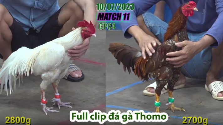 CPC4- TRẬN 11 | đá gà Thomo | 10/07/2023