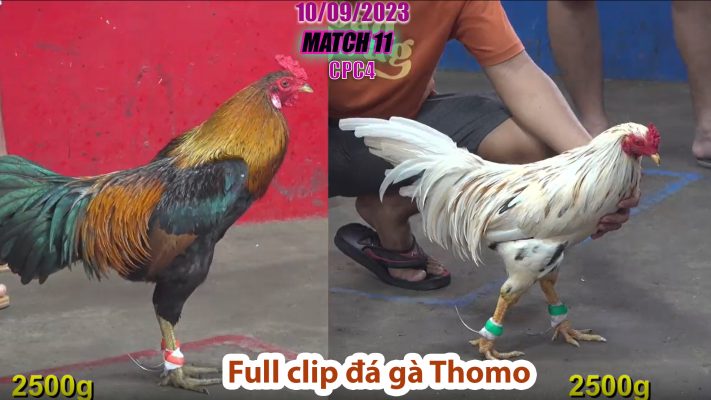 CPC4- TRẬN 11 | đá gà Thomo | 10/09/2023