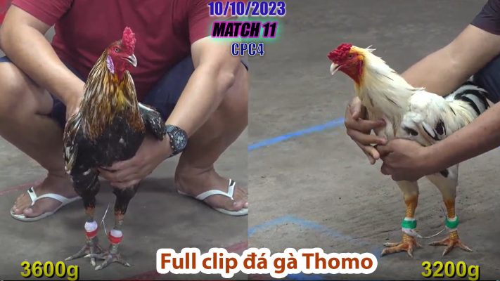 CPC4- TRẬN 11 | đá gà Thomo | 10/10/2023