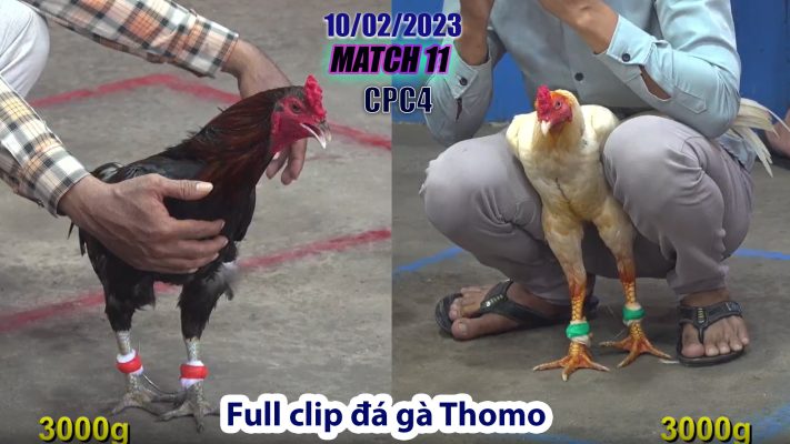 CPC4- TRẬN 11 | đá gà Thomo | 10/02/2023