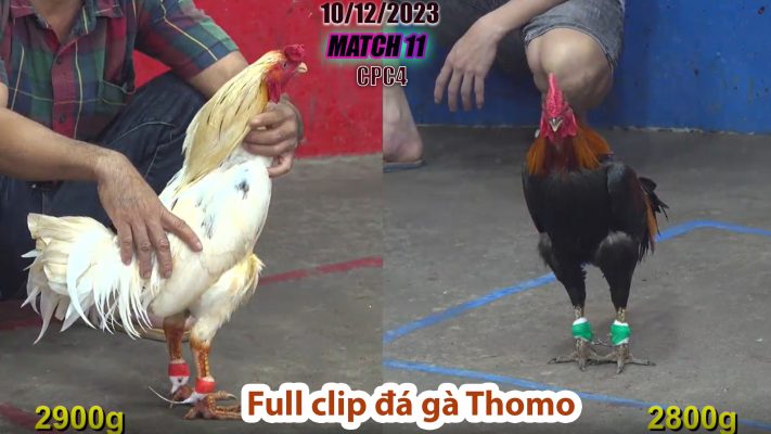 CPC4- TRẬN 11 | đá gà Thomo | 10/12/2023