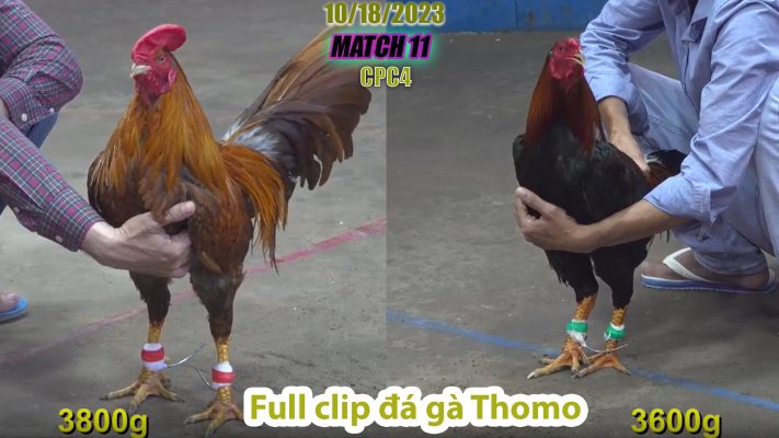 CPC4- TRẬN 11 | đá gà Thomo | 10/18/2023