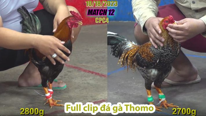 CPC4- TRẬN 12 | đá gà Thomo | 10/18/2023