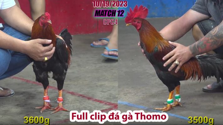 CPC4- TRẬN 12 | đá gà Thomo | 10/19/2023