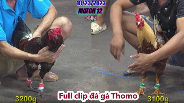 CPC4- TRẬN 12 | đá gà Thomo | 10/23/2023