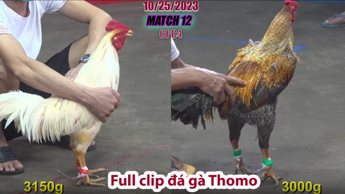 CPC4- TRẬN 12 | đá gà Thomo | 10/25/2023