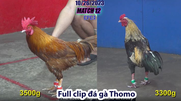 CPC4- TRẬN 12 | đá gà Thomo | 10/26/2023