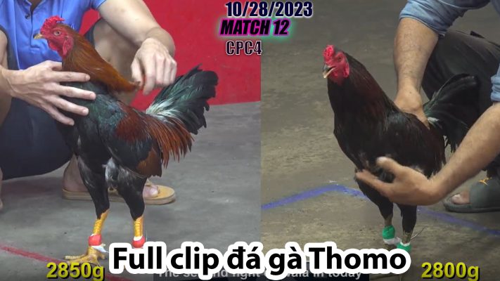 CPC4- TRẬN 12 | đá gà Thomo | 10/28/2023