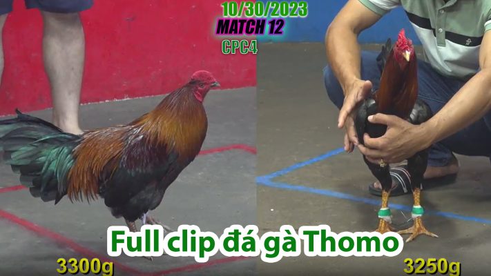 CPC4- TRẬN 12 | đá gà Thomo | 10/30/2023