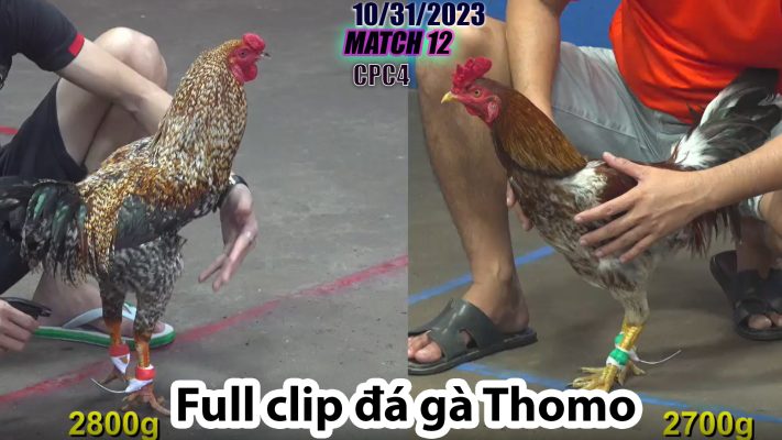 CPC4- TRẬN 12 | đá gà Thomo | 10/31/2023